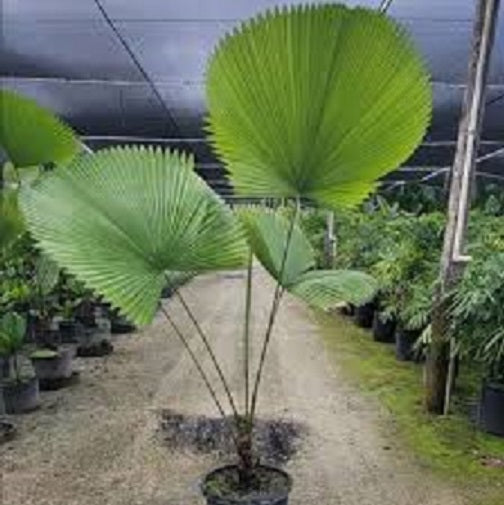 Rare Palm Licuala Elegans