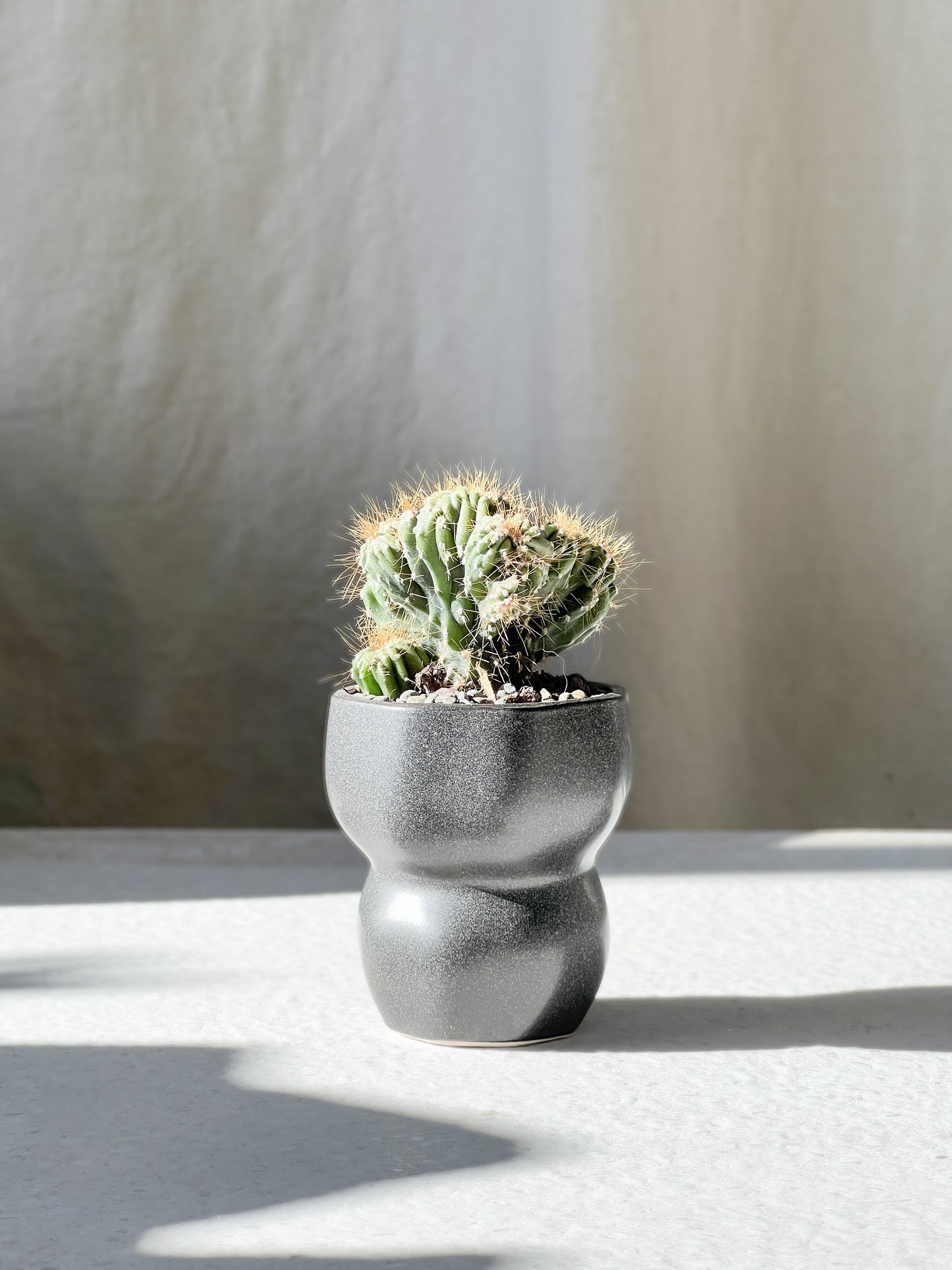Limfjord cacti
