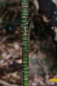 ?!label-Indicative photo