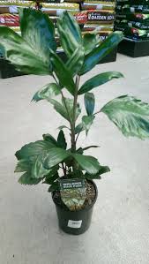 Linospadix monostachyos| Walking Stick Palm