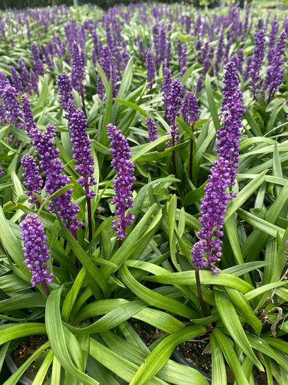Liriope 'Royal Purple' 2.5ltr