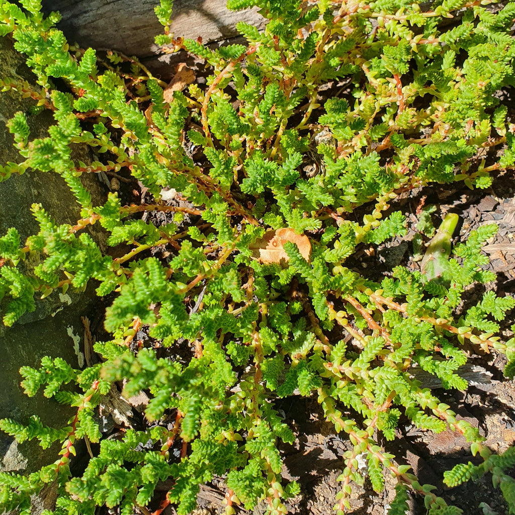 Crassula Lycopodioides | Princess Pine