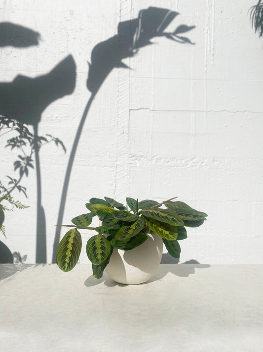 Maranta - Prayer plant