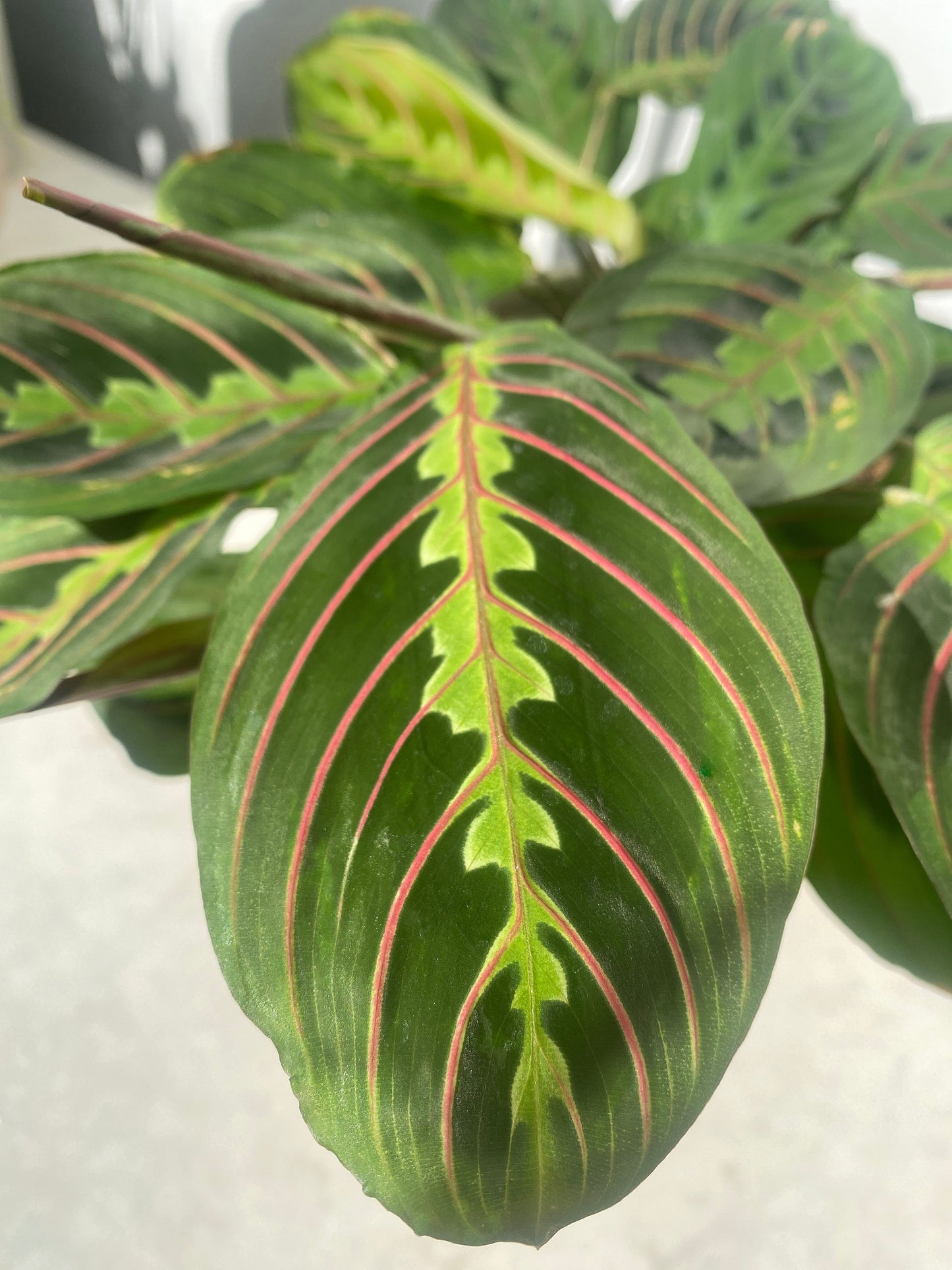 Maranta - Prayer plant