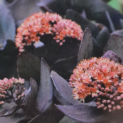 Sedum Midnight Coral