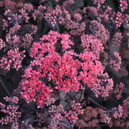 Sedum Midnight Coral