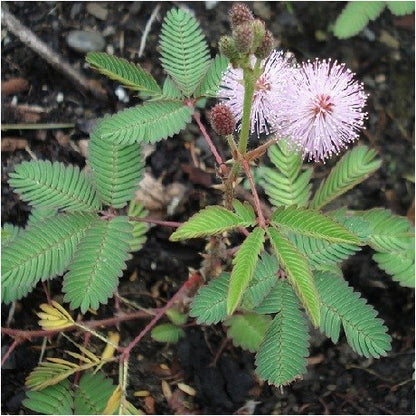 Mimosa pudica 'Sensitive Plant' (Pack of 5 Young Plants)