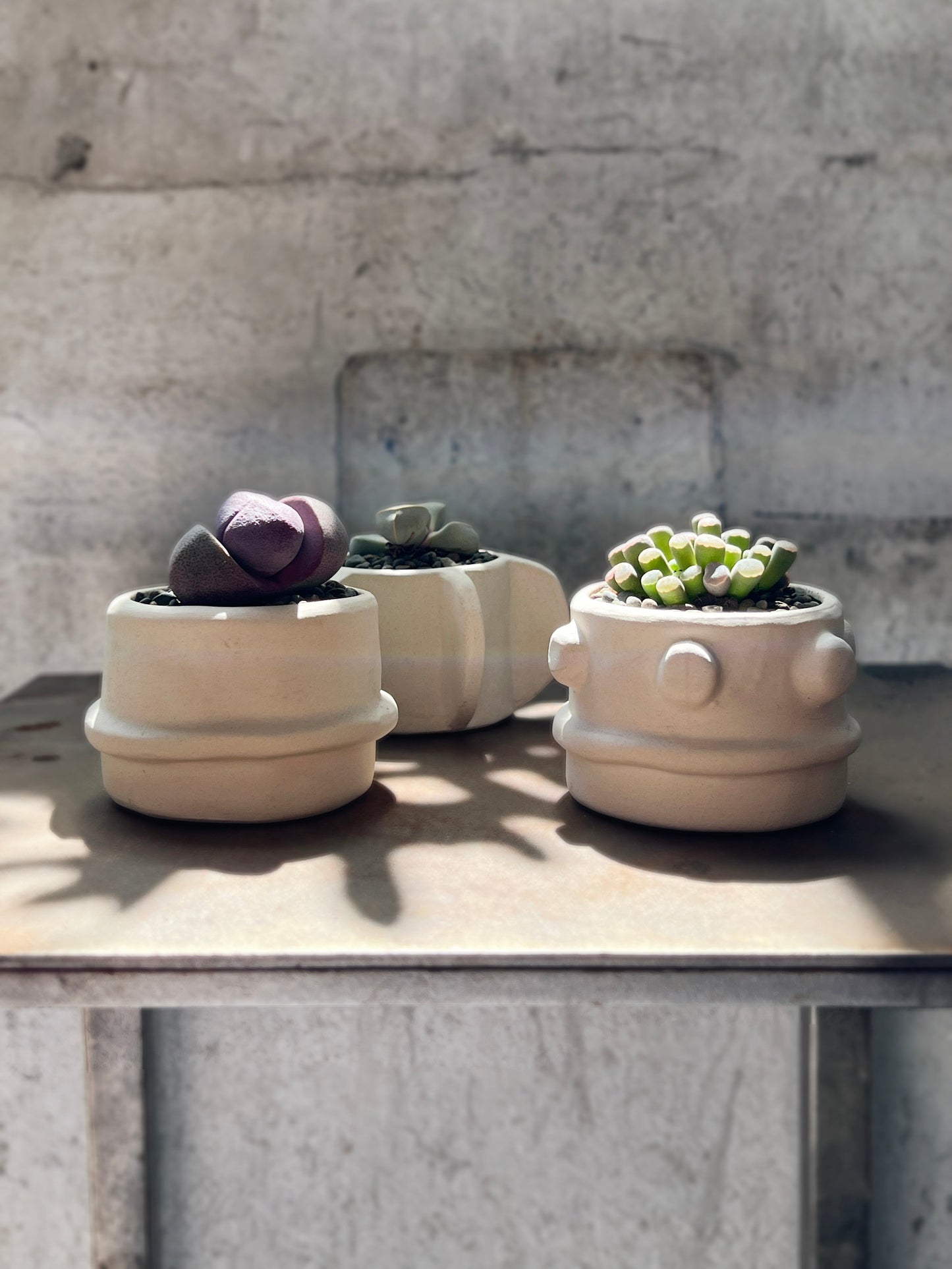 Molly Cacti Set