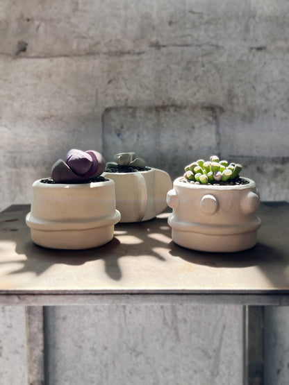 Molly Cacti Set