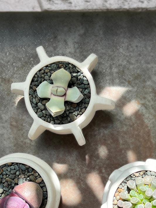 Molly Cacti Set