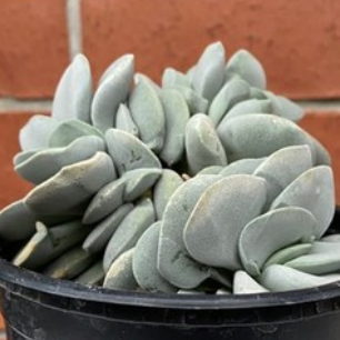 Crassula Morgan's Beauty
