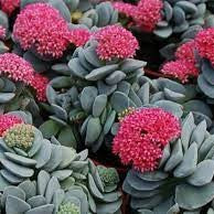 Crassula Morgan's Beauty