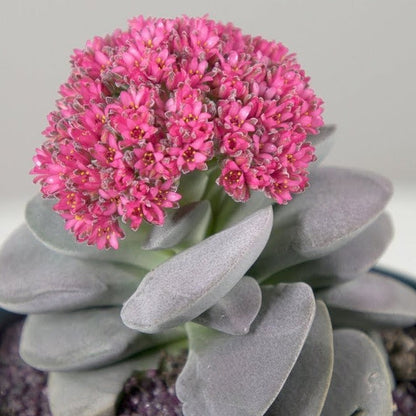Crassula Morgan's Beauty