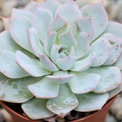 Echeveria Morning Beauty