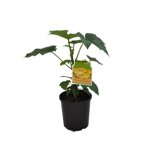Mountain Paw Paw 3ltr