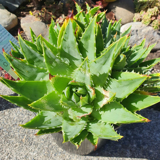 Aloe Nobilis | Golden Toothed Aloe