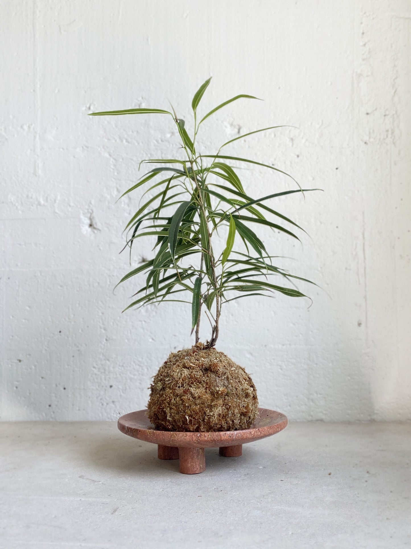 Kokedama: Ficus petali