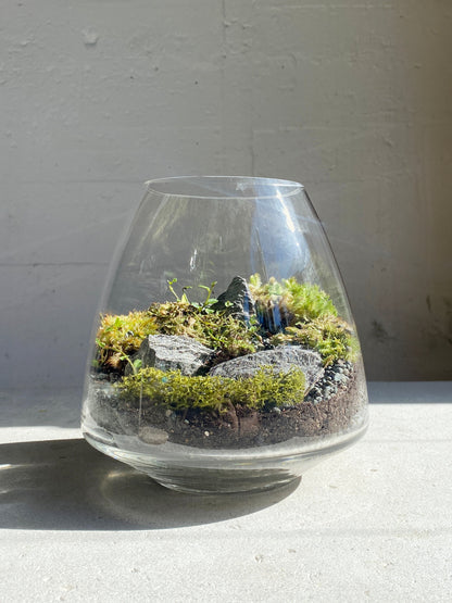 Nymph terrarium