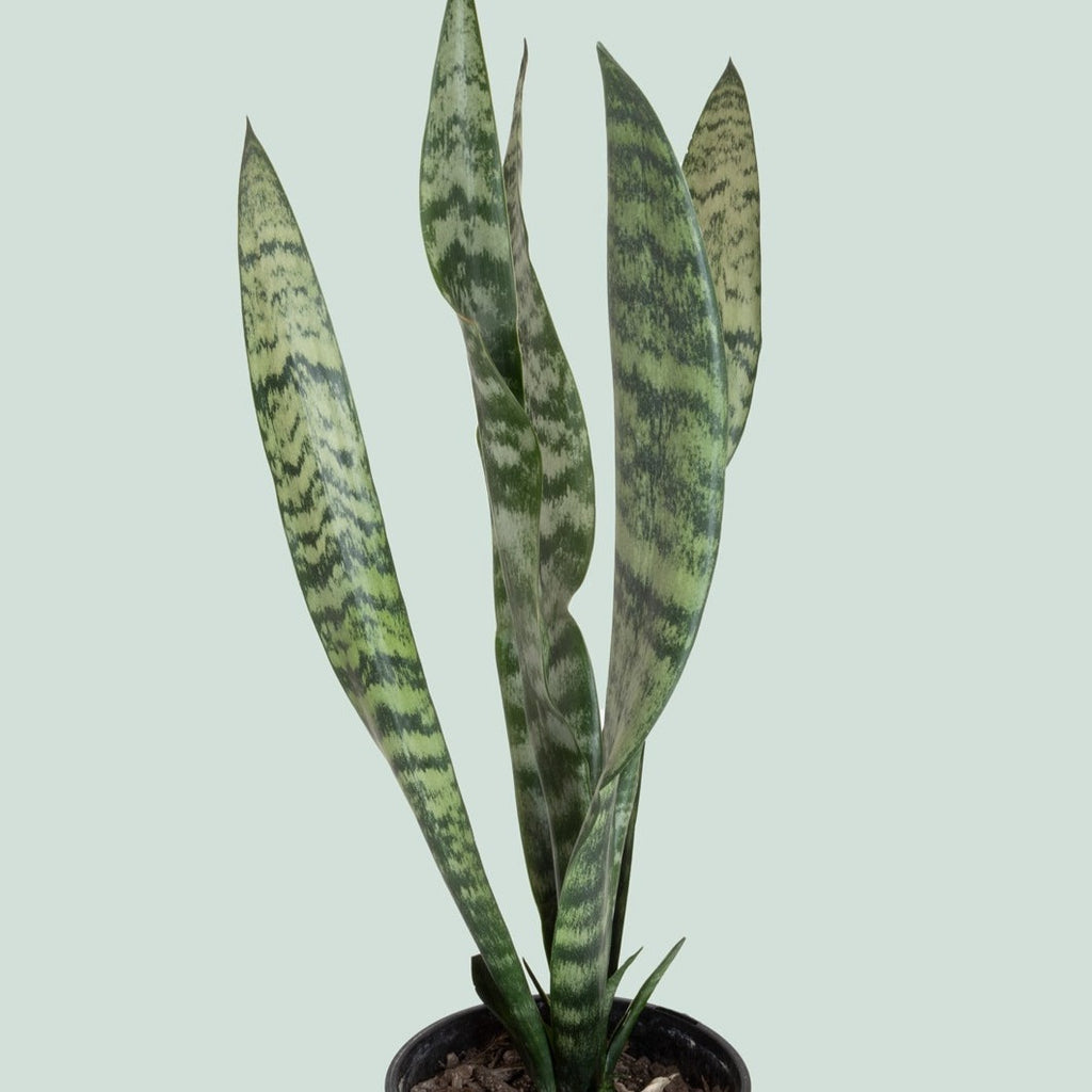 Sansevieria Trifasciata