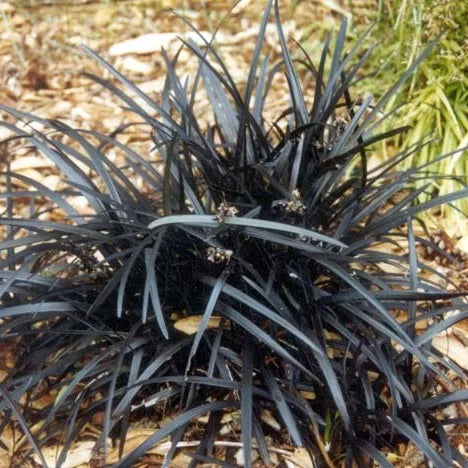Ophiopogon planiscapus 'Nigrescens' | Black Mondo Grass 7cm