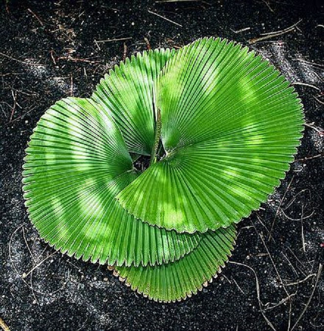 Rare Palm Licuala Orbicularis (whole leaf)