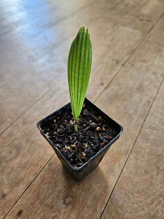 Rare Palm Licuala Orbicularis (whole leaf)