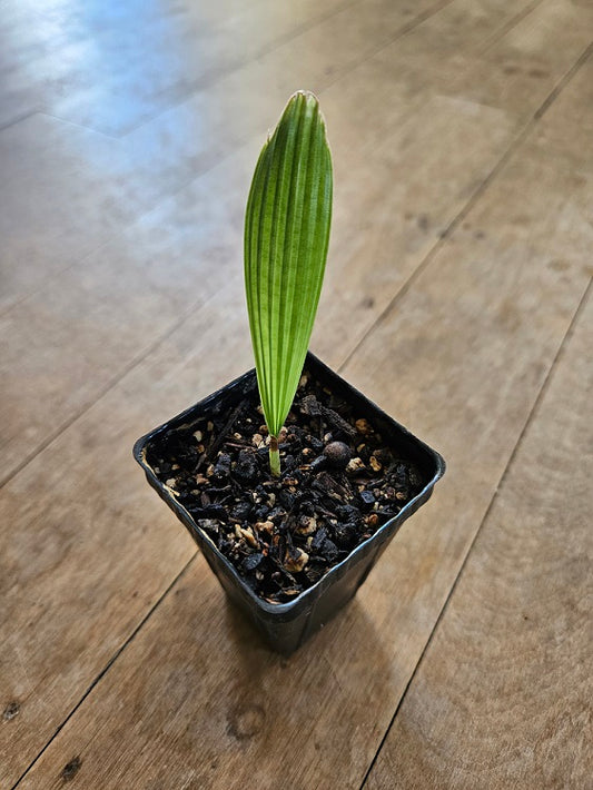 Rare Palm Licuala Orbicularis (whole leaf)