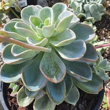 Echeveria Orepetti