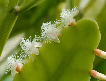 Rhipsalis crispata