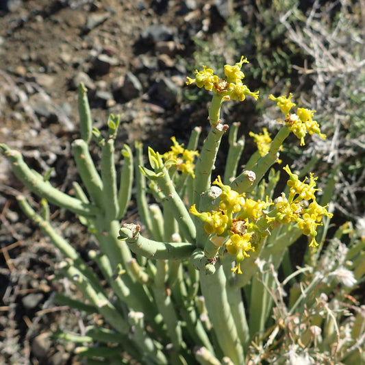 Euphorbia Mauritanica | Pencil Milkbush