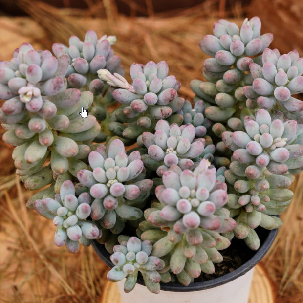 Pachyphytum Machucae | Baby Fingers