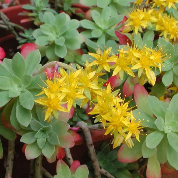 Sedum Palmeri | Palmer's Sedum