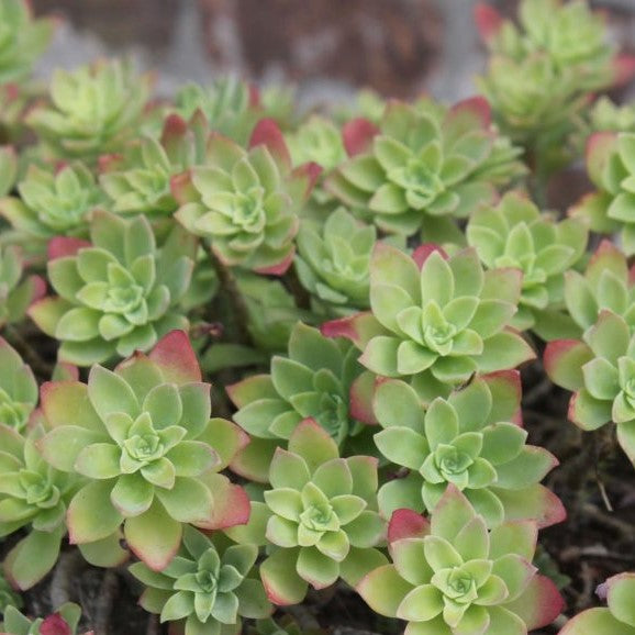 Sedum Palmeri | Palmer's Sedum