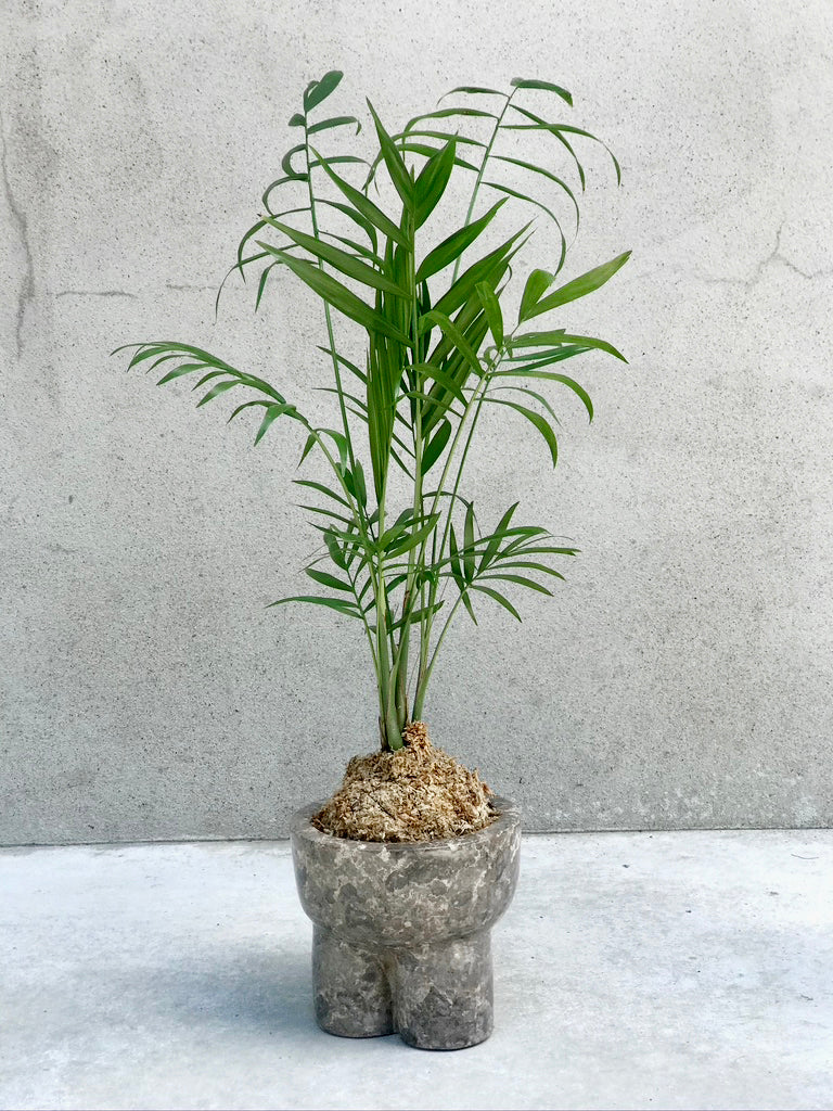Kokedama: Palm Springs Chamaedorea
