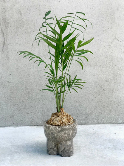 Kokedama: Palm Springs Chamaedorea