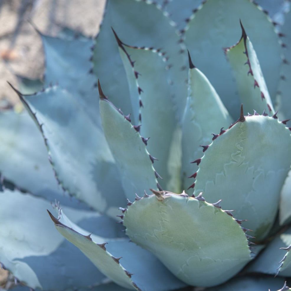 Agave Parryi | Parry's Agave