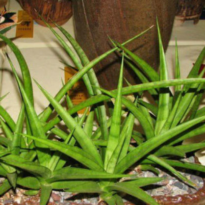 Sansevieria Fernwood Punk