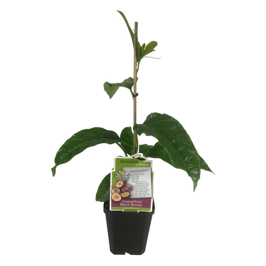 Passionfruit 'Black Beauty' 1ltr