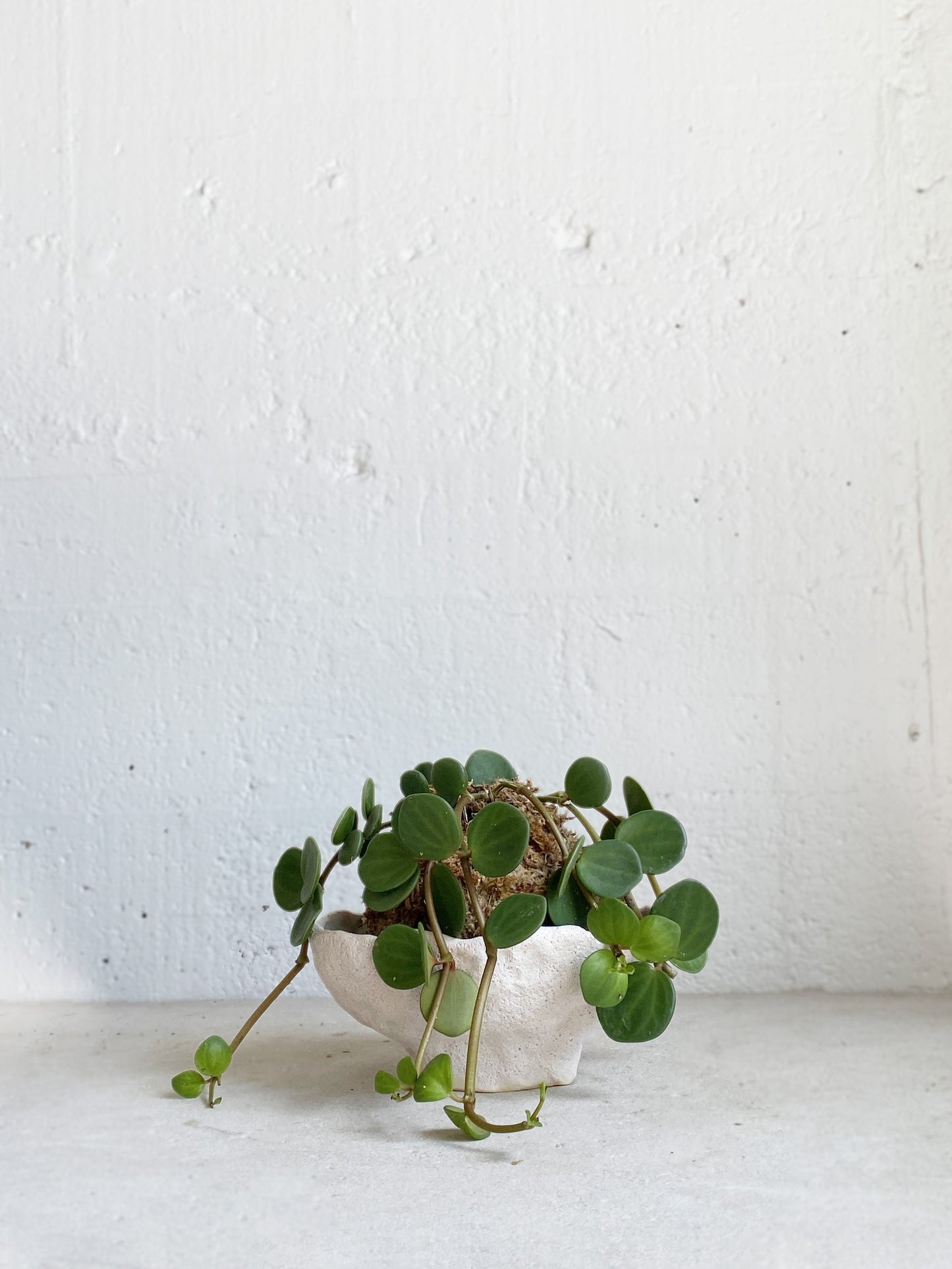 Kokedama: Peperomia 'Hope'
