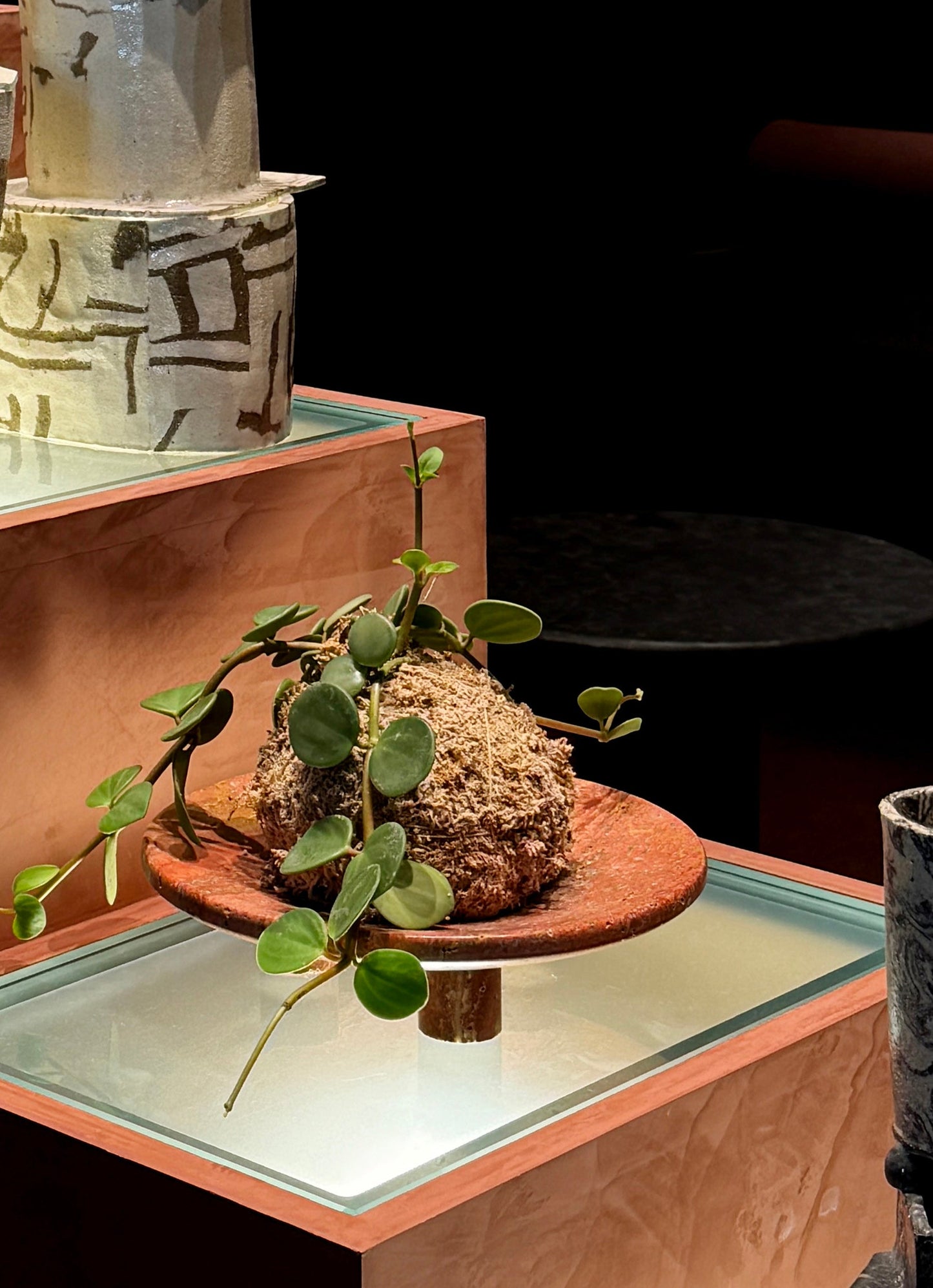 Kokedama: Peperomia 'Hope'