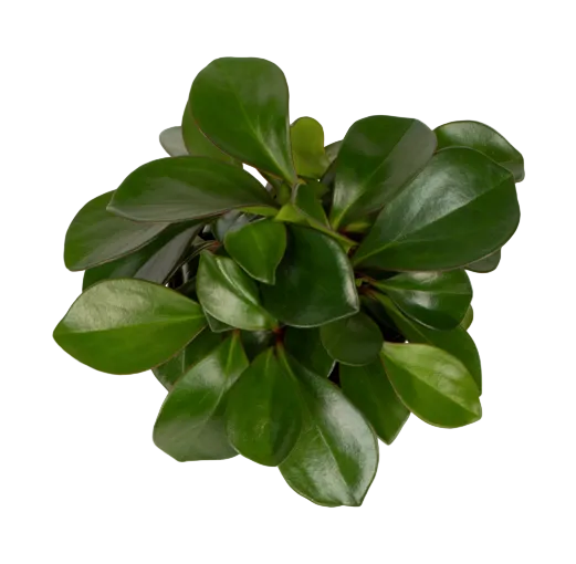 Peperomia 'Emerald' 12cm