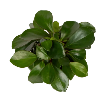 Peperomia 'Emerald' 12cm