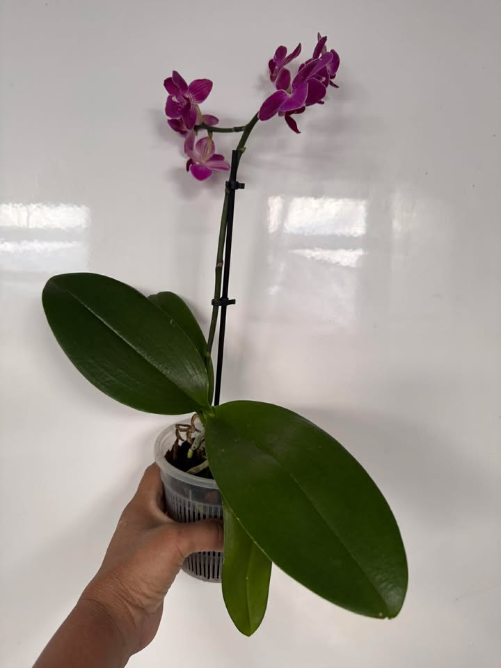 Phalaenopsis Mini - with Dark Pink Flowers