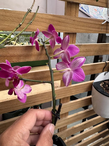 Phalaenopsis Mini - with Dark Pink Flowers