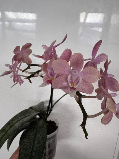 Phalaenopsis Mini - Scented