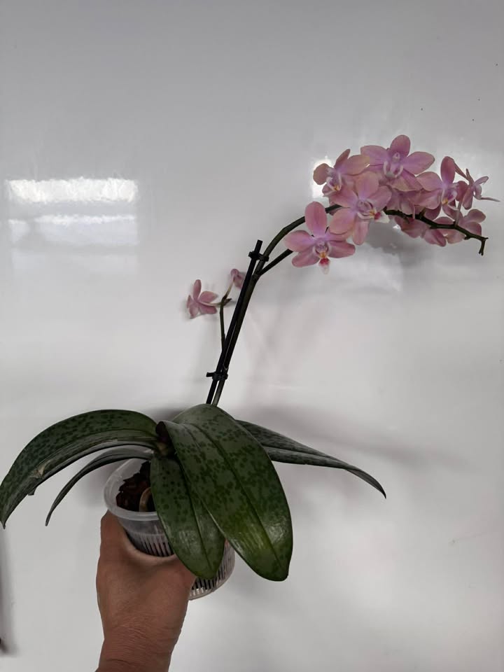 Phalaenopsis Mini - Scented