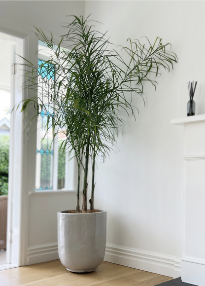 Pho Planter