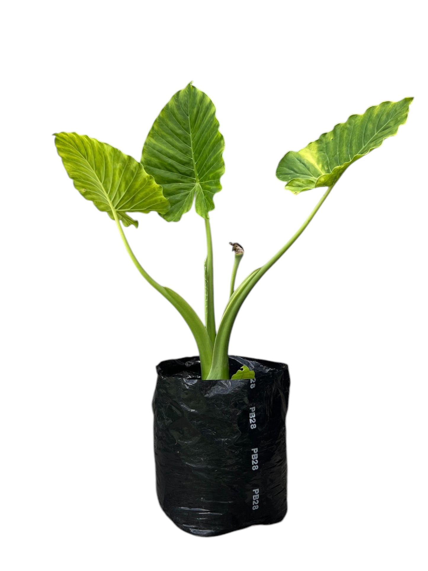 ALOCASIA ODORA / Elephant Ears