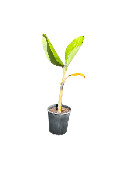 Banana 'Misi Luki' / Lady Finger