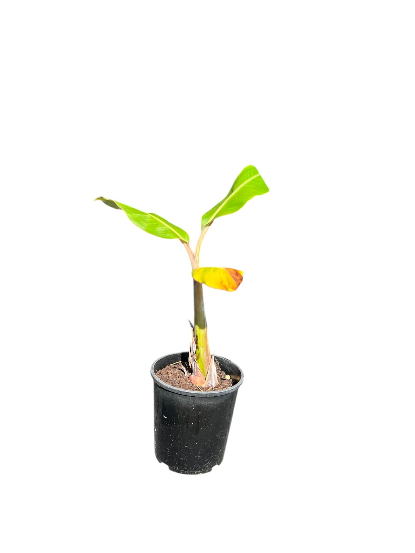 Banana 'Misi Luki' / Lady Finger
